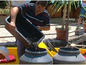 (Македонски) Охридското Езеро порибено со млади јагули